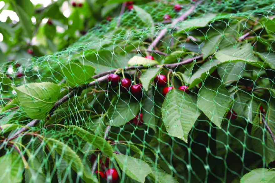 Fuglenet 4 x 5 meter - Garden®