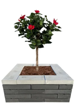 Topplade Nordic Wall koks